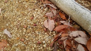 DSC_2350.JPG